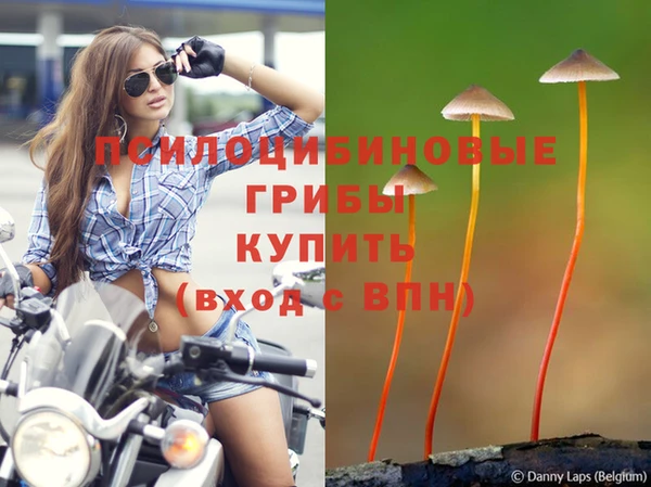 индика Аркадак